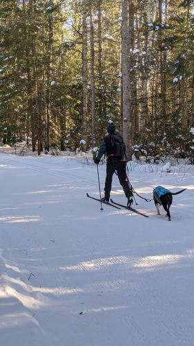 Skiing with a dog